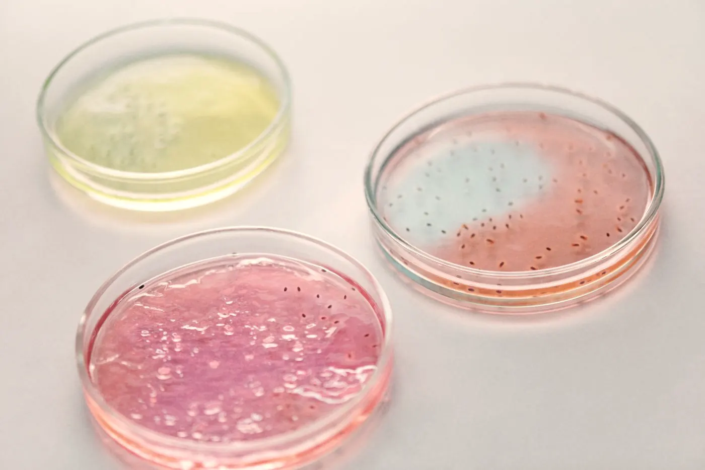 Colourful bacterial cultures growing in petri dishes on a laboratory bench