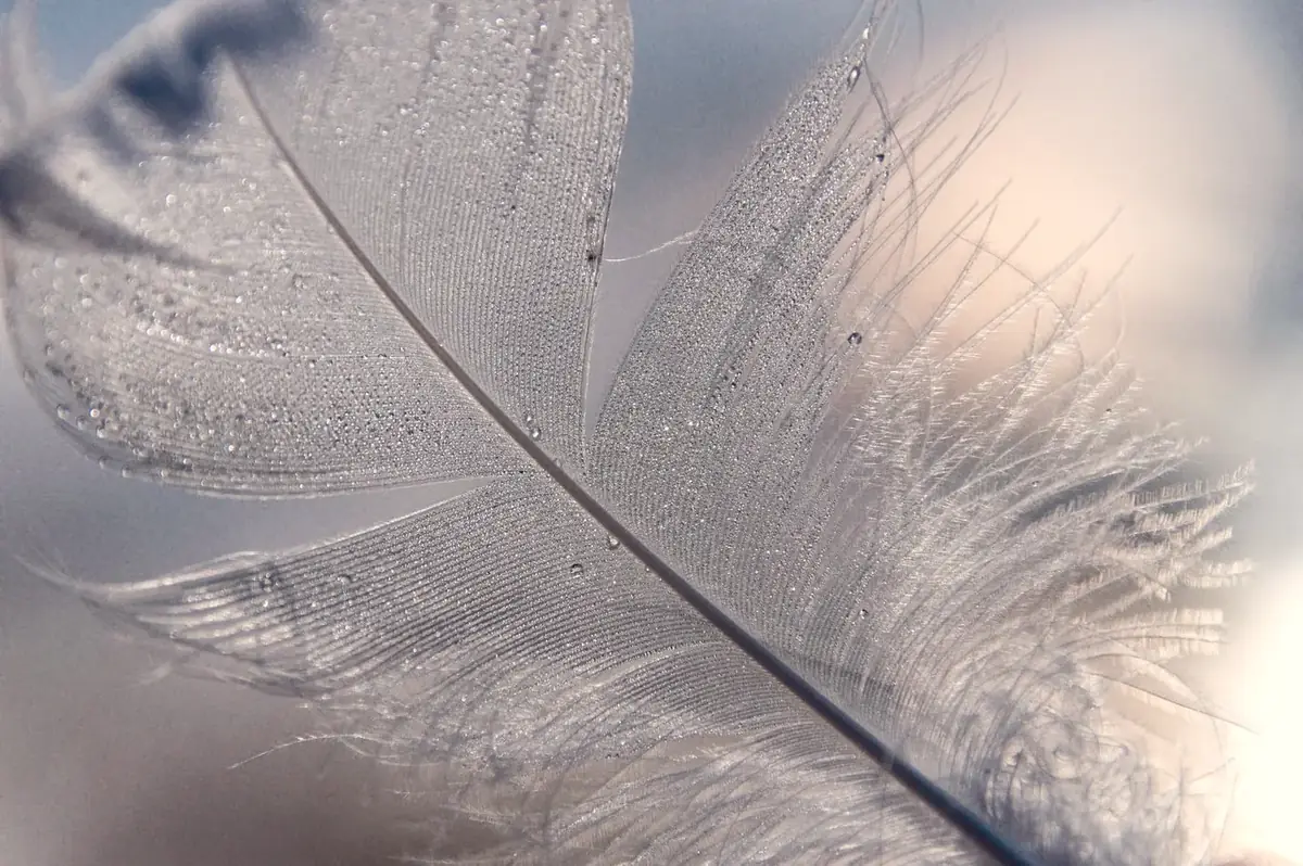 A single pale feather with fine dew drops in soft light, suggesting a very low but real risk