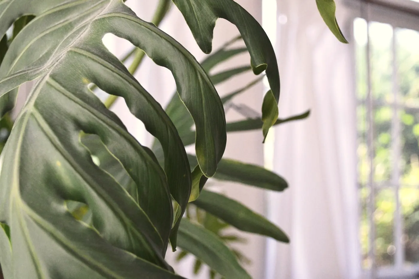 Fresh green monstera leaves growing beside a bright window