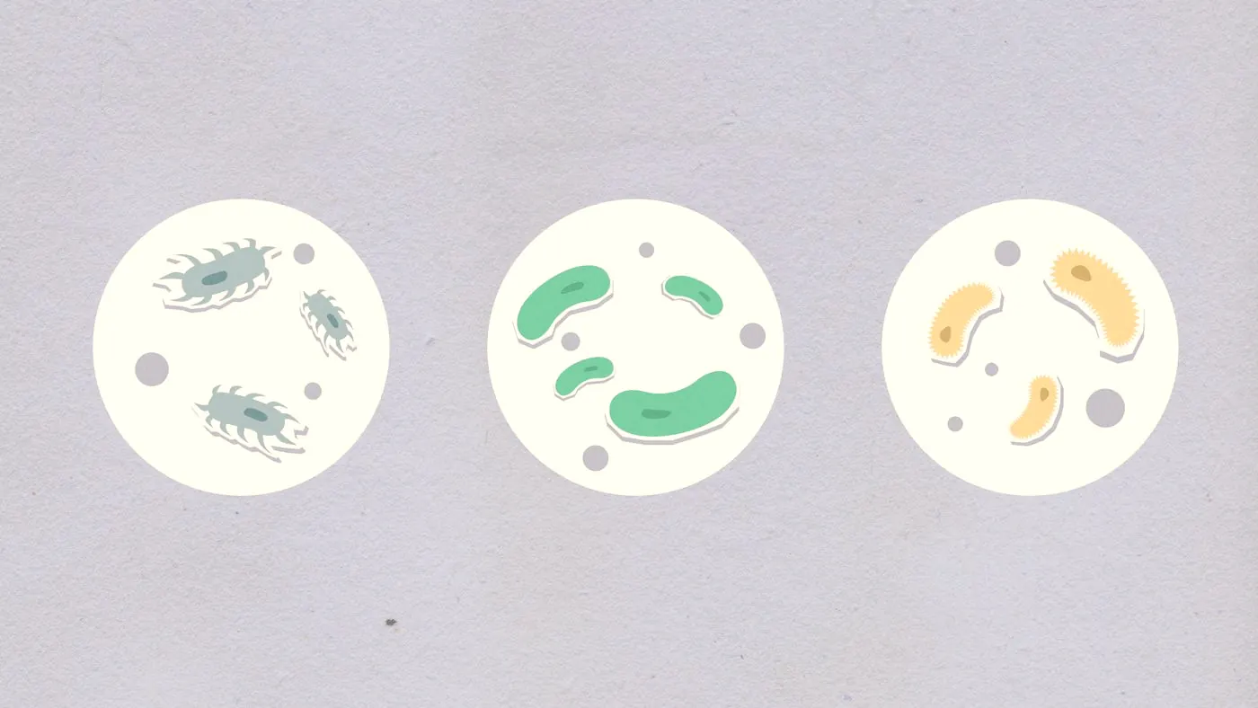 Paper cutouts of different bacteria arranged in three white circles on a pale blue background