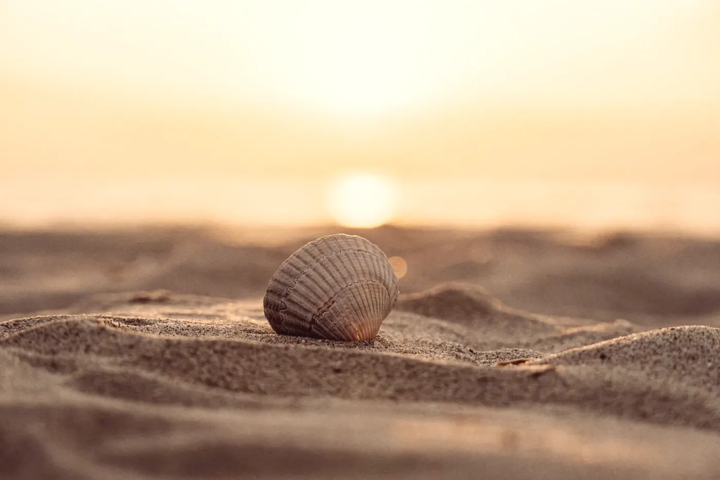 A single seashell resting on soft sand as the sun sets over the sea