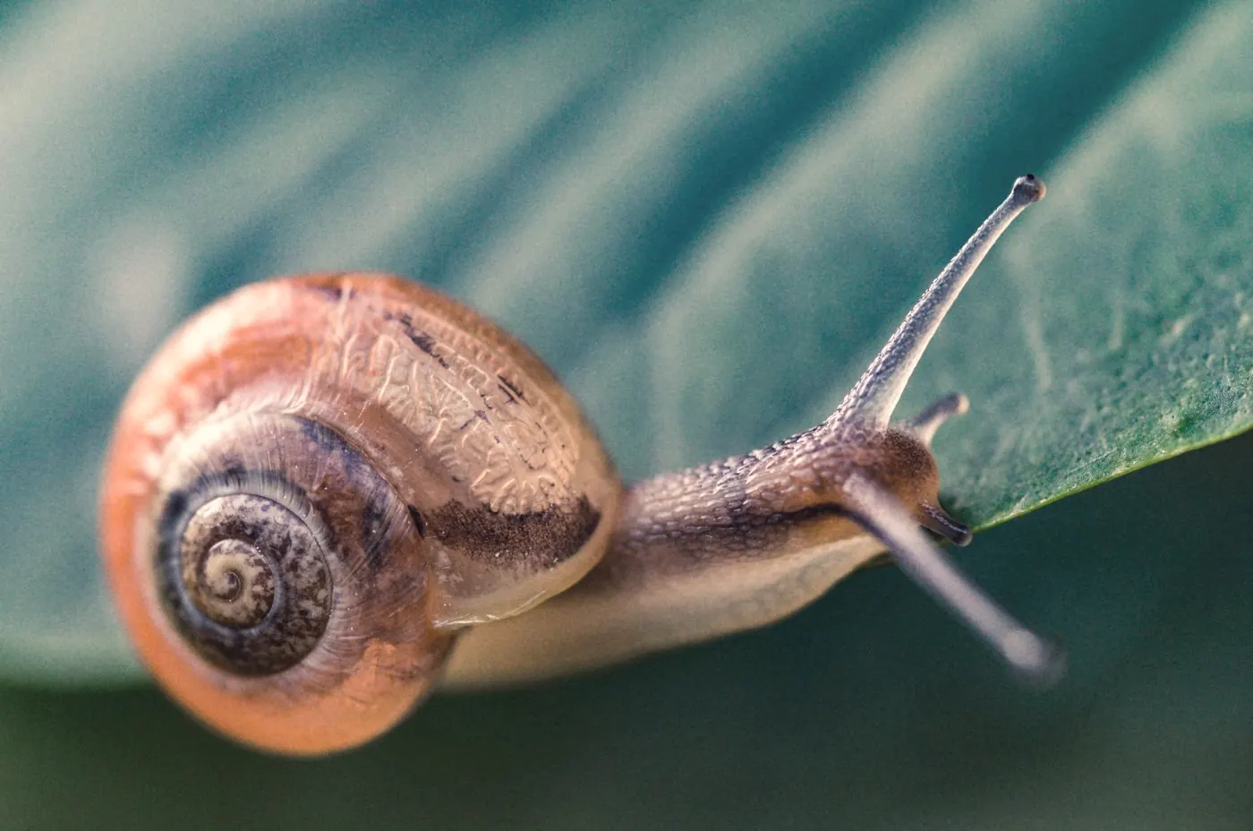 A garden snail moving slowly across a green leaf, a reminder that PEP can delay when a test turns positive